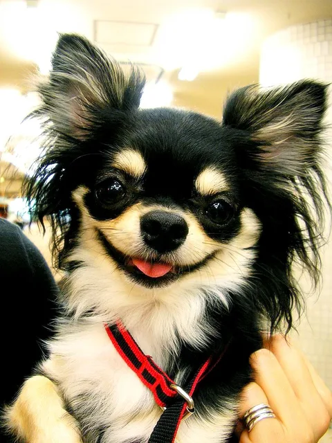 Portret de Chihuahua
