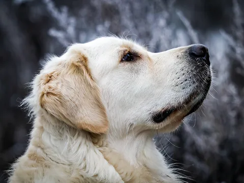 Golden Retriever fotografiat în aer liber