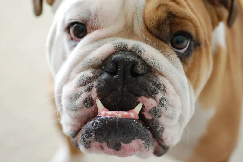Portret de bulldog